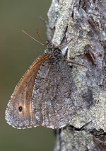 Motyl dzienny Mszarnik jutta, siedzi na pniu sosny ze złożonymi do góry skrzydłami. Widoczna dolna strona skrzydeł fakturą i kolorem przypomina korę sosny. Jest to przykład ubarwienia ochronnego